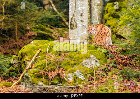 Beautiful Eurasian Lynx (Lynx lynx) depicted seated on a rocky outcrop, in a remote woodland winter setting. Stock Photo