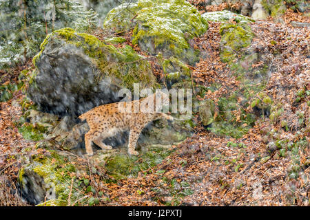 Beautiful Eurasian Lynx (Lynx lynx) depicted foraging  in a remote woodland forest setting in mid winter. Stock Photo