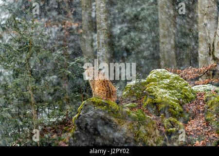 Beautiful Eurasian Lynx (Lynx lynx) depicted seated on a rocky outcrop, surveying its snow covered surroundings in a remote woodland winter. setting. Stock Photo