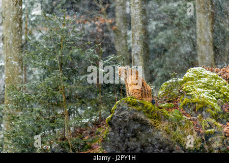Beautiful Eurasian Lynx (Lynx lynx) depicted seated on a rocky outcrop, surveying its snow covered surroundings in a remote woodland winter setting. Stock Photo