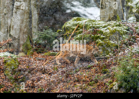 Beautiful Eurasian Lynx (Lynx lynx) depicted foraging  in a remote woodland forest setting in mid winter Stock Photo
