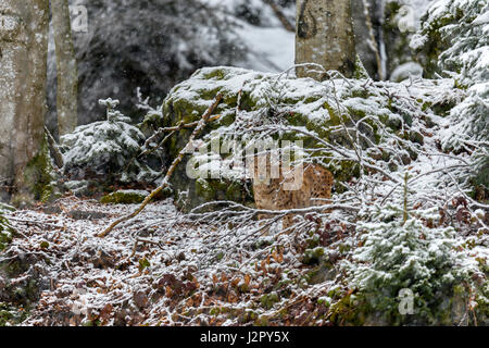 Beautiful Eurasian Lynx (Lynx lynx) depicted foraging  in a remote woodland forest setting in mid winter. Stock Photo
