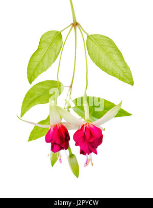 beautiful blooming hanging twig of red and white fuchsia flower is isolated on white background, close up, Mood Indigo Stock Photo