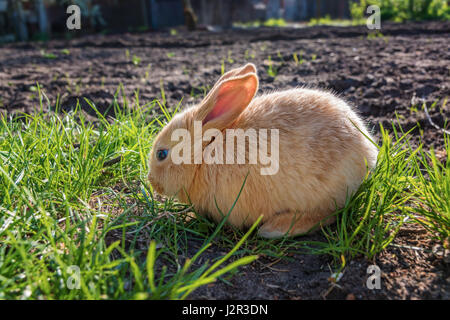 Brown young cute rabit in the meadow (sunset) Stock Photo