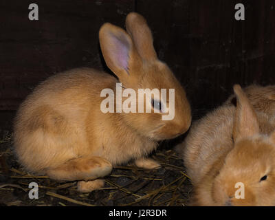 Brown young rabit in the dak cage Stock Photo