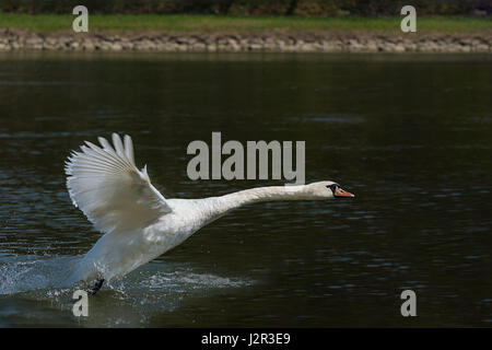 Flying / landing white swan on the Vah River Stock Photo