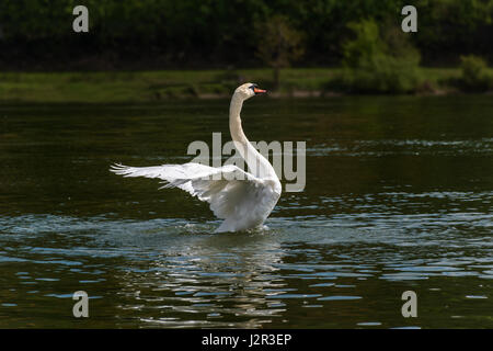 Flying / landing white swan on the Vah River Stock Photo