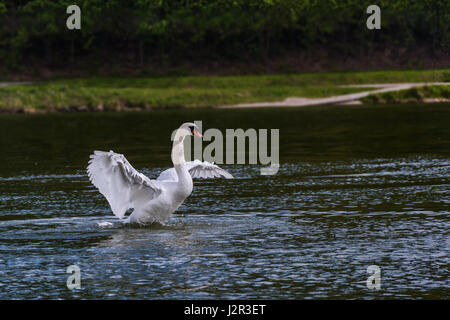 Flying / landing white swan on the Vah River Stock Photo