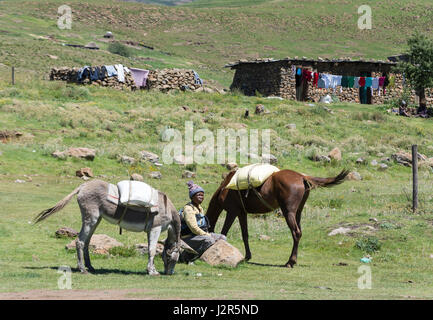 Woman with horse and donkey on road to Semonkong, Maseru District, Kingdom of Lesotho Stock Photo