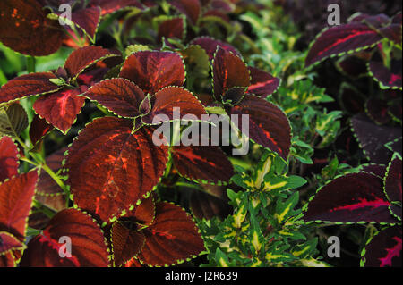 Close up of coleus flowers. Background Stock Photo