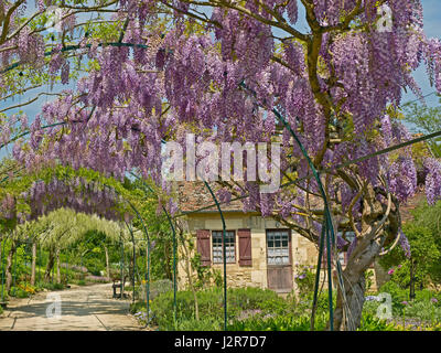 The Long Pergola with flowering Wisteria in spring at Apremont Stock Photo