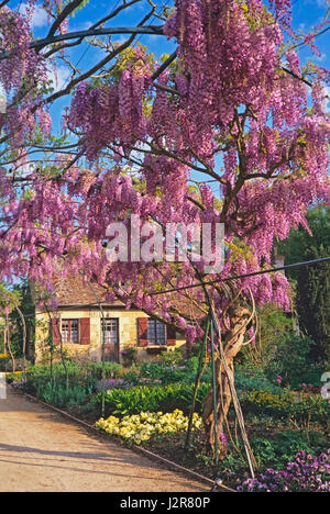 The Long Pergola with flowering Wisteria in spring at Apremont Stock Photo