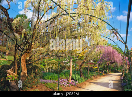 The Long Pergola with flowering Wisteria in spring at Apremont Stock Photo