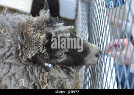 Sheep being fed at the farm Stock Photo