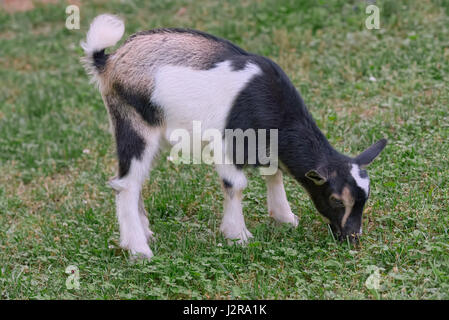 Juvenile Nigerian Dwarf Goat grazing in green grass Stock Photo
