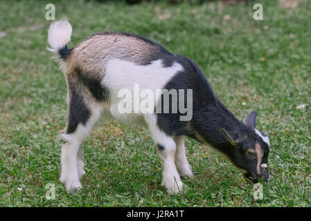Juvenile Nigerian Dwarf Goat grazing in green grass Stock Photo