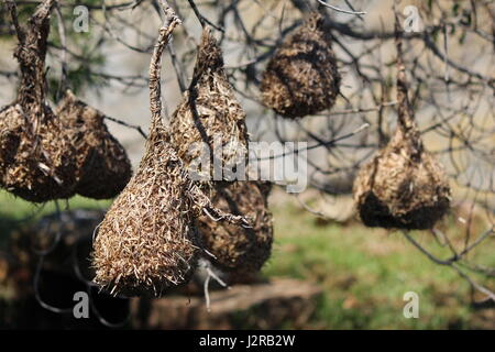 Weaver bird nests hanging from tree Stock Photo