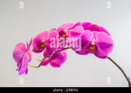 pink moth orchids Phalaenopsis Stock Photo