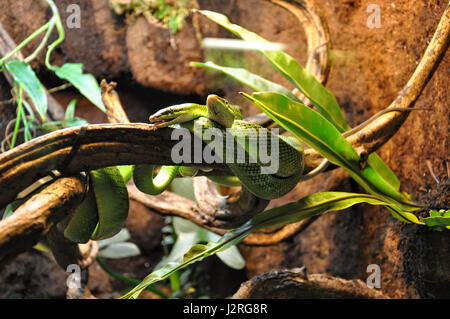 Green snake curled up and sleeping on the tree branch. Stock Photo