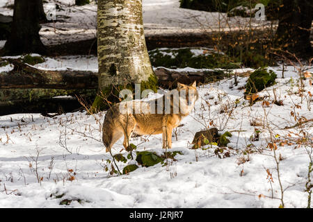 Beautiful single adult Grey Wolf (Canis lupus) Alpha Male depicted posturing menacingly from a vantage point in snow covered woodland in mid winter. Stock Photo