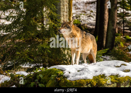 Beautiful single adult Grey Wolf (Canis lupus) Alpha Male depicted posturing menacingly from a vantage point in snow covered woodland in mid winter. Stock Photo