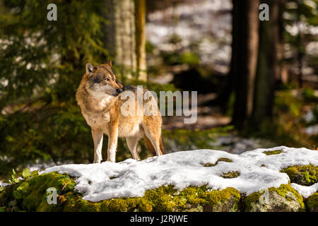 Beautiful single adult Grey Wolf (Canis lupus) Alpha Male depicted posturing menacingly from a vantage point in snow covered woodland in mid winter. Stock Photo