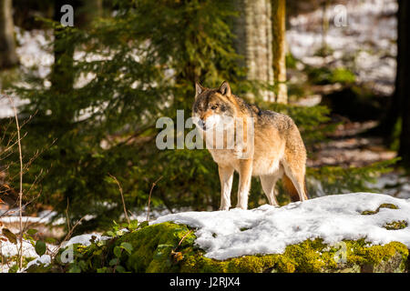 Beautiful single adult Grey Wolf (Canis lupus) Alpha Male depicted posturing menacingly from a vantage point in snow covered woodland in mid winter. Stock Photo