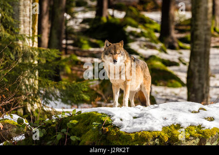 Beautiful single adult Grey Wolf (Canis lupus) Alpha Male depicted posturing menacingly from a vantage point in snow covered woodland in mid winter. Stock Photo