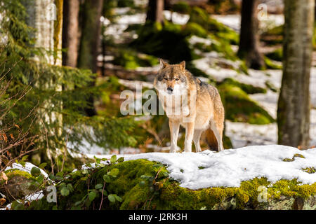 Beautiful single adult Grey Wolf (Canis lupus) Alpha Male depicted posturing menacingly from a vantage point in snow covered woodland in mid winter. Stock Photo