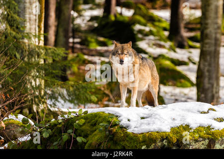 Beautiful single adult Grey Wolf (Canis lupus) Alpha Male depicted posturing menacingly from a vantage point in snow covered woodland in mid winter. Stock Photo