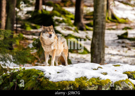 Beautiful single adult Grey Wolf (Canis lupus) Alpha Male depicted posturing menacingly from a vantage point in snow covered woodland in mid winter. Stock Photo