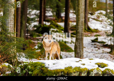 Beautiful single adult Grey Wolf (Canis lupus) Alpha Male depicted posturing menacingly from a vantage point in snow covered woodland in mid winter. Stock Photo