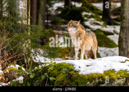 Beautiful single adult Grey Wolf (Canis lupus) Alpha Male depicted posturing menacingly from a vantage point in snow covered woodland in mid winter. Stock Photo