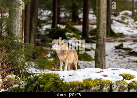 Beautiful single adult Grey Wolf (Canis lupus) Alpha Male depicted posturing menacingly from a vantage point in snow covered woodland in mid winter. Stock Photo