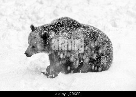 Single Female adult Eurasian Brown Bear (Ursus arctos) depicted seated in a winter snow storm. (Fine Art, High Key, Black and White) Stock Photo