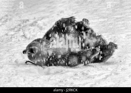 Single Female adult Eurasian Brown Bear (Ursus arctos) frolicking in a winter snow storm. (Fine Art, High Key, Black and White) Stock Photo