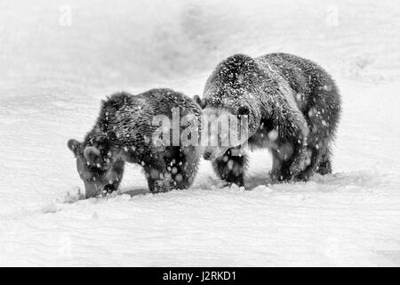 Single Female adult Eurasian Brown Bear and Cub (Ursus arctos) frolicking in a winter snow storm. (Fine Art, High Key, Black and White) Stock Photo