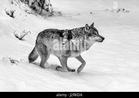 Beautiful single adult Grey Wolf (Canis lupus) depicted in snow covered woodland in mid winter. (Fine Art, High Key, Black and WHite) Stock Photo