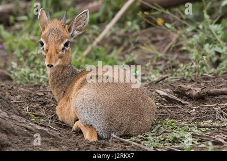 Kokraklar plyajda bir sik bilan