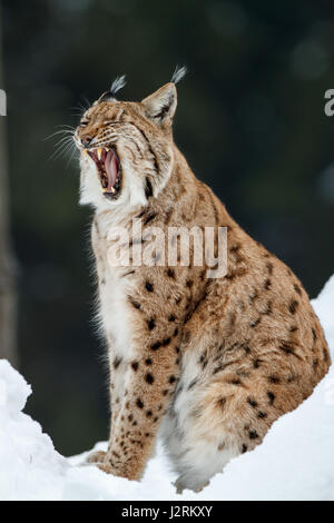 Eurasian lynx (lynx lynx), sitting in snow and yawning, winter, Bavaria, Germany Stock Photo