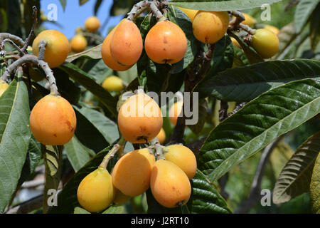 Nisperos, or medlars, ripening on tree, Spain Stock Photo