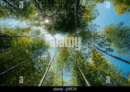 Spring Sun Shining Through Canopy Of Tall Trees Bamboo Woods. Sunlight In Tropical Forest, Summer Nature. Upper Branches Of Different Deciduous Trees  Stock Photo