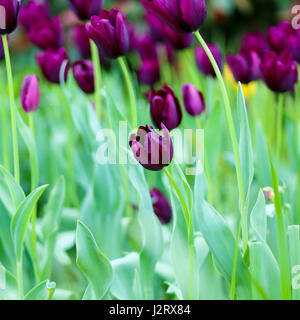 Tulipa 'Queen of the night'. Black tulip flower, selective focus, blurred background Stock Photo