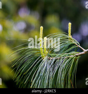 Young growth of Holford pine (Pinus x holfordiana) with a blurry background growing in park Stock Photo