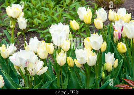 Tulipa (Tulipa) is an extensive monocotyledonous family of lily-like plants simple early simple late full of early triumph tulips Darwin Hybrids Stock Photo