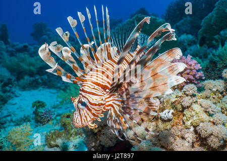 Common lionfish or devil firefish (Pterois miles).  Often confused with Red lionfish (Pterois volitans).  Red Sea endemic.  Egypt, Red Sea. Stock Photo