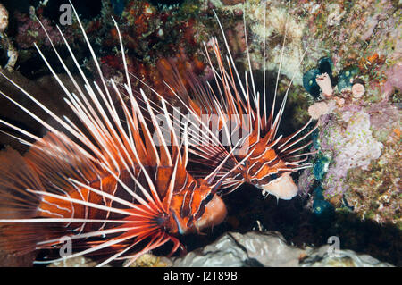 A pair of Clearfin or Radial lionfish (Pterois radiata).  Egypt, Red Sea. Stock Photo