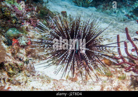 Calamari urchin [Echinothrix calamaris].  Cebu, Malapascua Island, Philippines. Stock Photo