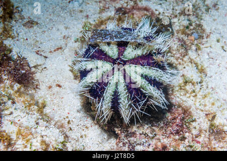 Cake urchin [Tripneustes gratilla].  Cebu, Malapascua Island, Philippines. Stock Photo