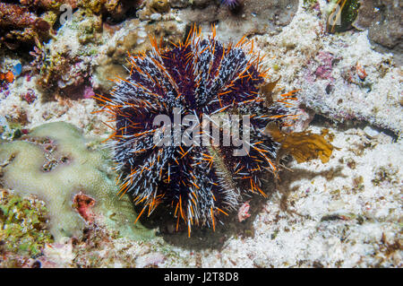 Cake urchin [Tripneustes gratilla].  Cebu, Malapascua Island, Philippines. Stock Photo